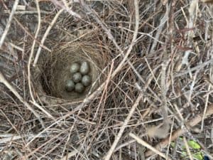 Migratory Bird Nesting Season in Full Swing